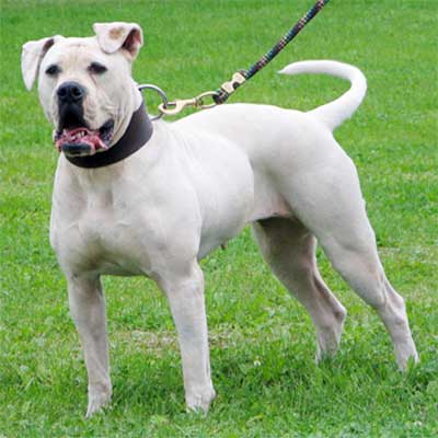 Foto Anjing American Bulldog