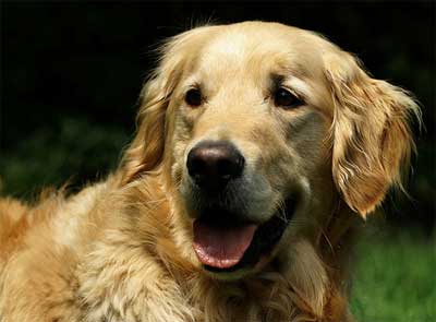Foto Anjing Golden Retriever