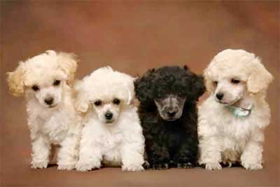 Foto Anjing Poodle