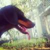 Avatar bruno_the_dachshund