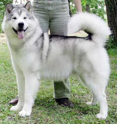 49++ Anjing siberian husky anjing alaskan malamute release