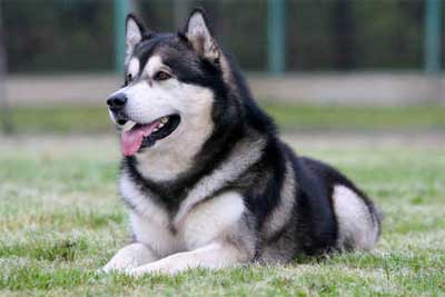 Foto Anjing Alaskan Malamute