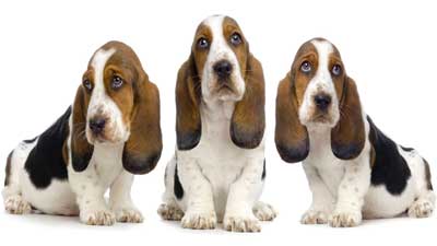 Harga cheap basset hound