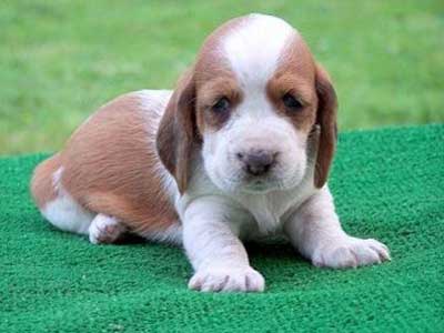 Foto Anjing Basset Hound