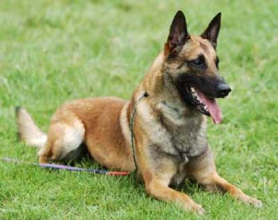 Anjing Belgian Malinois