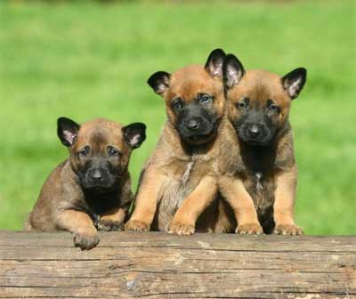 Foto Anjing Belgian Malinois