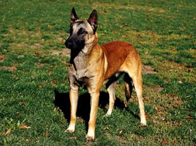 Foto Anjing Belgian Malinois