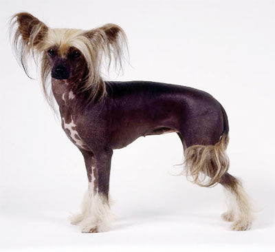 Foto Anjing Chinese Crested