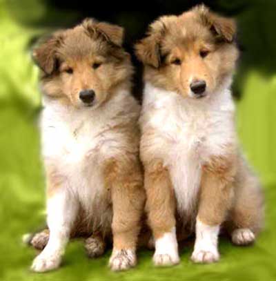 42++ Anjing rough collie ideas