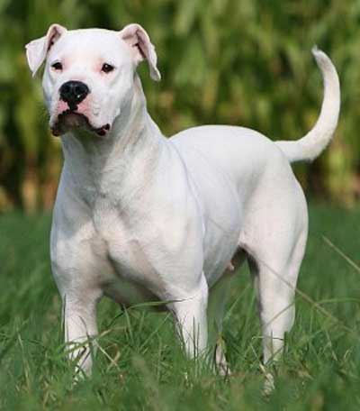 Foto Anjing Dogo Argentino