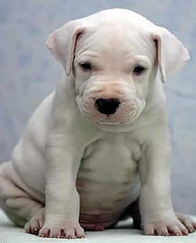 Foto Anjing Dogo Argentino