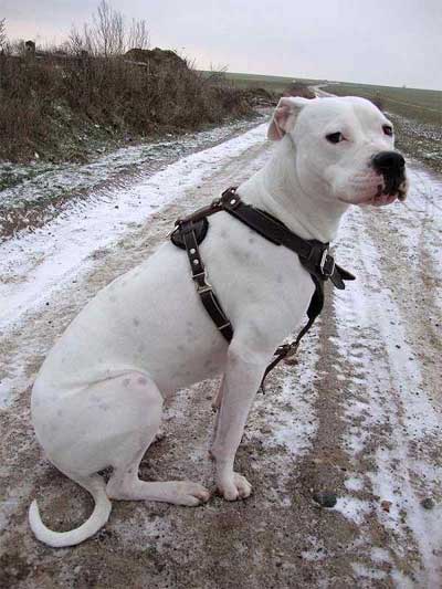 Foto Anjing Dogo Argentino