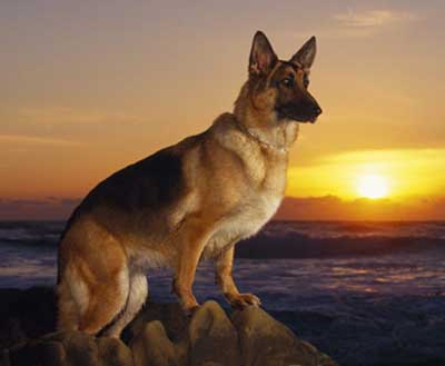 Foto Anjing Herder German Shepherd