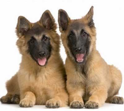 Foto Anjing Herder German Shepherd