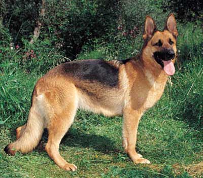 Anjing Herder German Shepherd