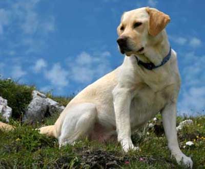 Foto Anjing Labrador Retriever