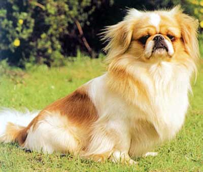 Foto Anjing Pekingese