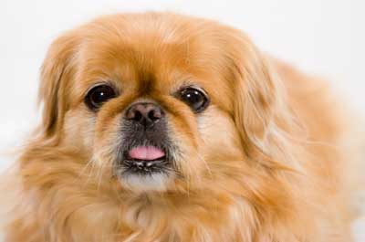 Foto Anjing Pekingese