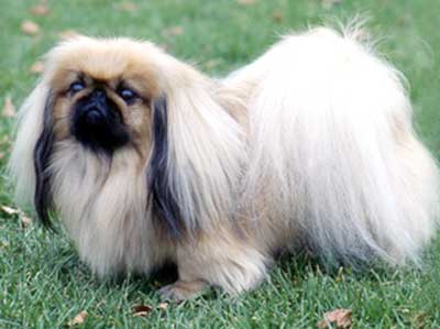 Foto Anjing Pekingese