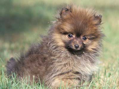Foto Anjing Pomeranian