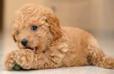 21++ Berapa harga anjing poodle information