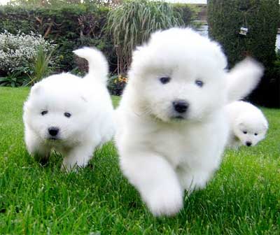 Foto Anjing Samoyed