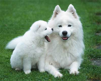 Foto Anjing Samoyed