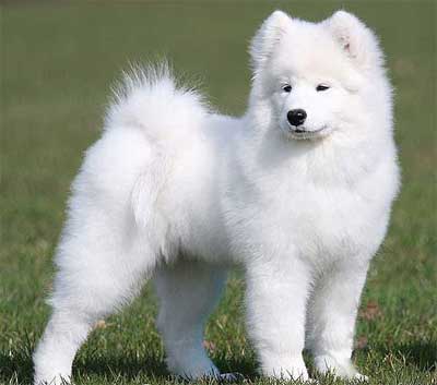 Anjing Samoyed