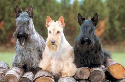 Foto Anjing Scottish Terrier