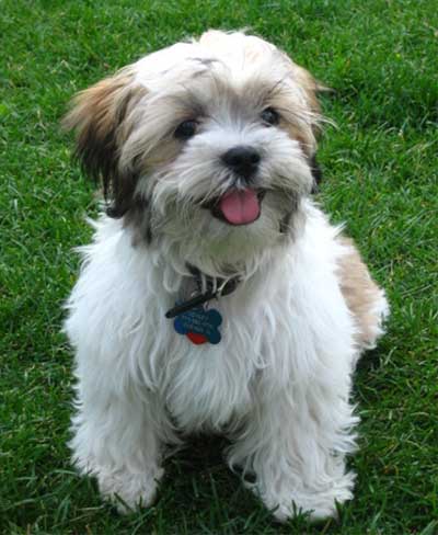 Foto Anjing Shih Tzu