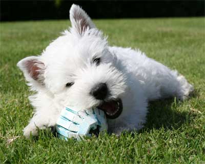 Foto Anjing West Highland White Terrier