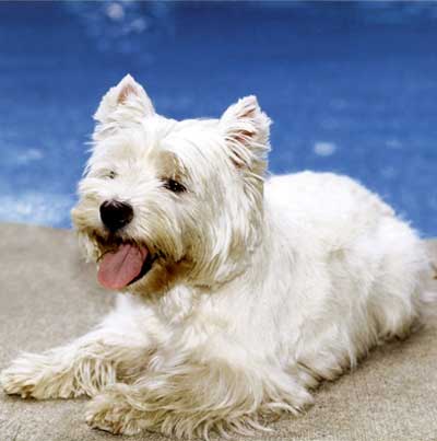 Foto Anjing West Highland White Terrier
