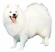 Japanese Spitz