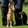 Jasa/Tempat Pelatihan Anjing