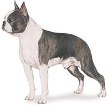 Boston Terrier