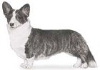 Cardigan Welsh Corgi