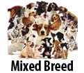 Mixed Breed / Campuran